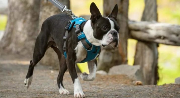 Шлея для собак (50 фото): як правильно надіти її на собак великих, середніх і дрібних порід? Як вибрати шлейку?