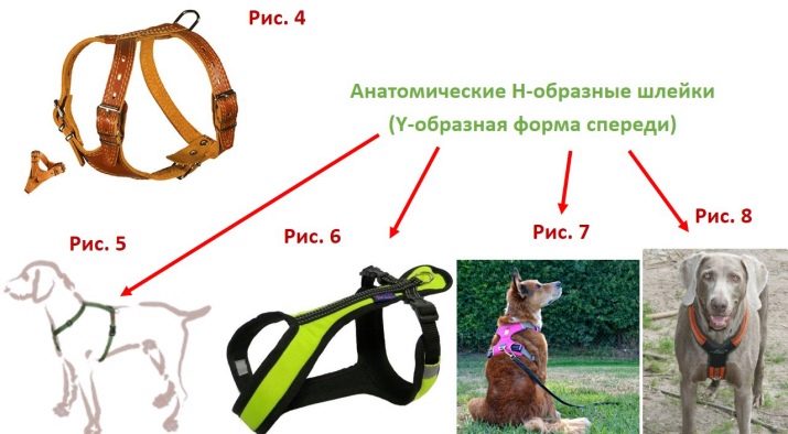 Шлея для собак (50 фото): як правильно надіти її на собак великих, середніх і дрібних порід? Як вибрати шлейку?