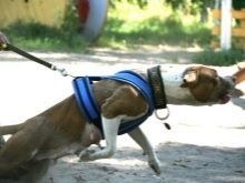 Шлея для собак (50 фото): як правильно надіти її на собак великих, середніх і дрібних порід? Як вибрати шлейку?