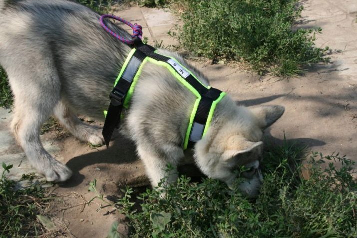 Шлея для собак (50 фото): як правильно надіти її на собак великих, середніх і дрібних порід? Як вибрати шлейку?