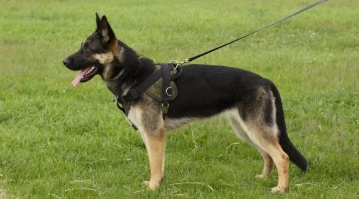 Шлея для собак (50 фото): як правильно надіти її на собак великих, середніх і дрібних порід? Як вибрати шлейку?
