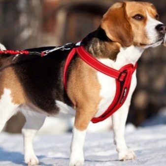 Шлея для собак (50 фото): як правильно надіти її на собак великих, середніх і дрібних порід? Як вибрати шлейку?