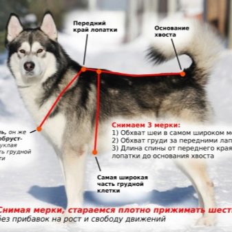 Шлея для собак (50 фото): як правильно надіти її на собак великих, середніх і дрібних порід? Як вибрати шлейку?