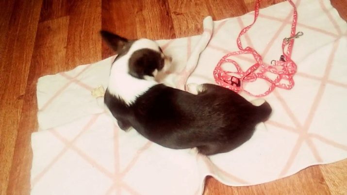 Шлея для собак (50 фото): як правильно надіти її на собак великих, середніх і дрібних порід? Як вибрати шлейку?