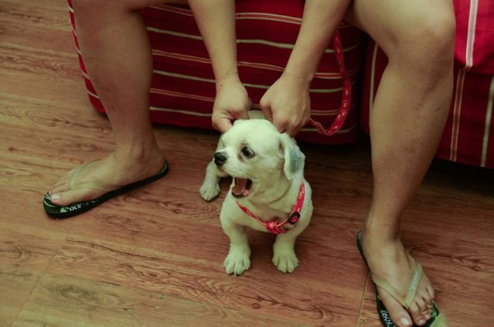 Шлея для собак (50 фото): як правильно надіти її на собак великих, середніх і дрібних порід? Як вибрати шлейку?