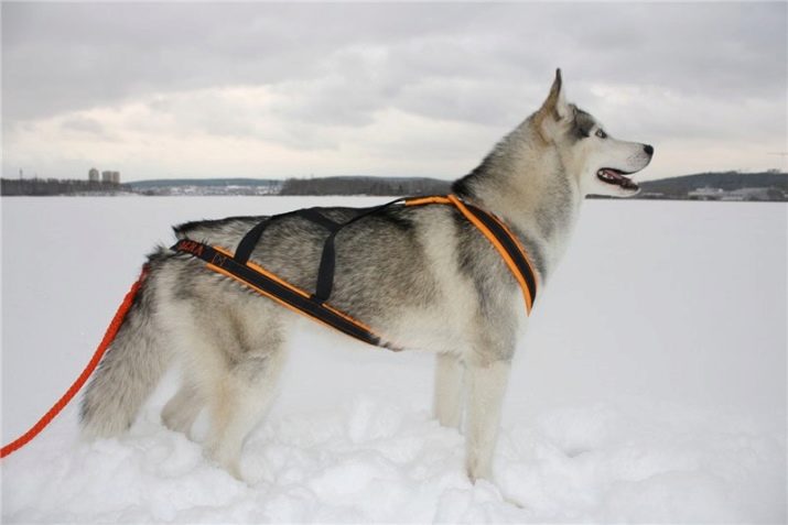Шлея для собак (50 фото): як правильно надіти її на собак великих, середніх і дрібних порід? Як вибрати шлейку?