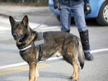 Шлея для собак (50 фото): як правильно надіти її на собак великих, середніх і дрібних порід? Як вибрати шлейку?