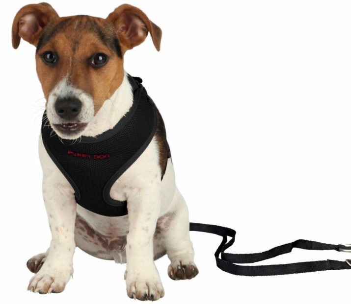 Шлея для собак (50 фото): як правильно надіти її на собак великих, середніх і дрібних порід? Як вибрати шлейку?