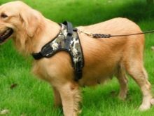 Шлея для собак (50 фото): як правильно надіти її на собак великих, середніх і дрібних порід? Як вибрати шлейку?