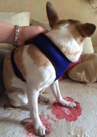 Шлея для собак (50 фото): як правильно надіти її на собак великих, середніх і дрібних порід? Як вибрати шлейку?