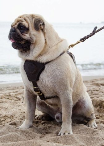 Шлея для собак (50 фото): як правильно надіти її на собак великих, середніх і дрібних порід? Як вибрати шлейку?