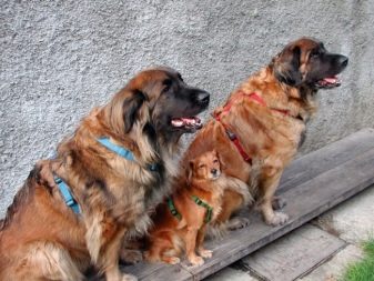 Шлея для собак (50 фото): як правильно надіти її на собак великих, середніх і дрібних порід? Як вибрати шлейку?