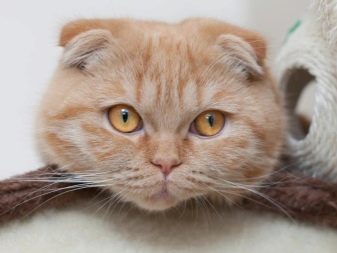 Шотландські висловухі коти рудого забарвлення (22 фото): особливості забарвлення, опис породи, тонкощі догляду за дорослими котами та кошенятами