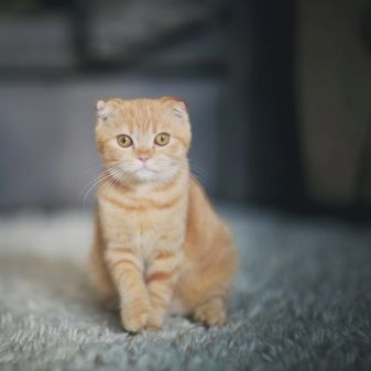 Шотландські висловухі коти рудого забарвлення (22 фото): особливості забарвлення, опис породи, тонкощі догляду за дорослими котами та кошенятами