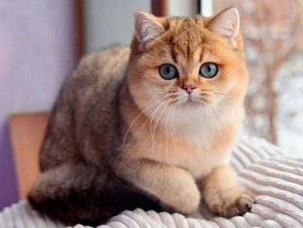 шотландська Короткошерста кішка (34 фото): опис і стандарти породи. На що звернути увагу при виборі кошеняти? Які розміри має дорослий кіт цієї породи?