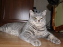 шотландська Короткошерста кішка (34 фото): опис і стандарти породи. На що звернути увагу при виборі кошеняти? Які розміри має дорослий кіт цієї породи?