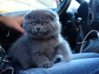 шотландська Висловуха блакитна кішка (22 фото): опис породи та особливості забарвлення. З яким кольором очей народжуються?