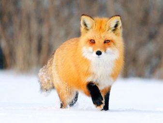 Шпіц лисячого типу (25 фото): опис померанских і німецьких лисичок. Чим вони відрізняються від цуценят-ведмежат?