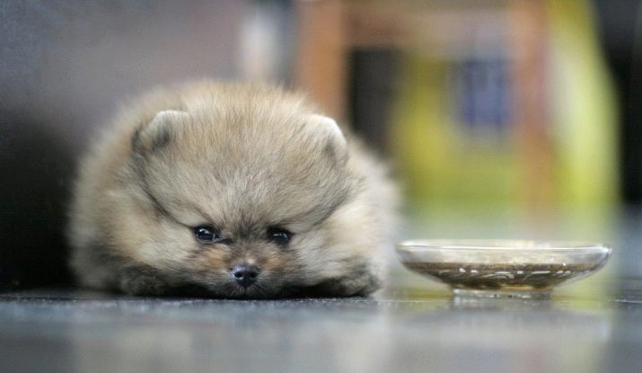 Шпіц лисячого типу (25 фото): опис померанских і німецьких лисичок. Чим вони відрізняються від цуценят-ведмежат?