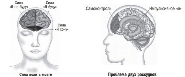 Сила волі: що це таке? Активізація лобових часток, вплив характеру і мотивації. Як розвинути слабку силу волі? Відмінність від сили духу людини