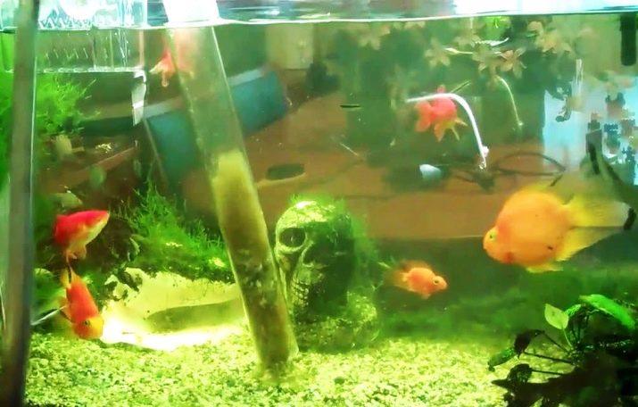 Синьо-зелені водорості в акваріумі (14 фото): боротьба з ними. Як позбутися від них перекисом? Причини появи