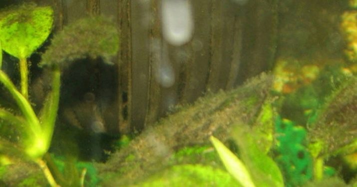Синьо-зелені водорості в акваріумі (14 фото): боротьба з ними. Як позбутися від них перекисом? Причини появи