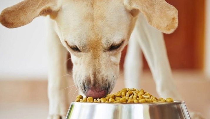 Скільки давати собаці сухого корму в день? 20 фото Норми дозування. Скільки разів потрібно годувати? Як правильно розрахувати кількість грамів по таблиці?