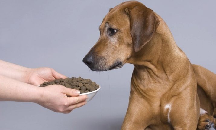 Скільки давати собаці сухого корму в день? 20 фото Норми дозування. Скільки разів потрібно годувати? Як правильно розрахувати кількість грамів по таблиці?