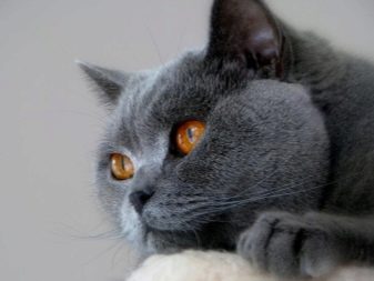 Скільки років живуть британські кішки? Як продовжити тривалість життя котів-британців в домашніх умовах?