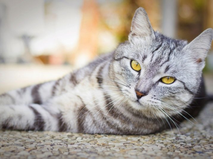 Скільки років живуть британські кішки? Як продовжити тривалість життя котів-британців в домашніх умовах?