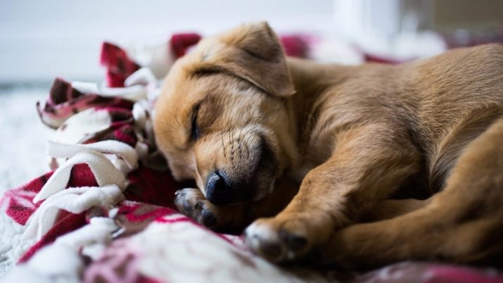 Скільки в добу сплять собаки? 14 фото Скільки годин в день спить цуценя віком 2 або 3 місяці? Чому доросла собака постійно спить?