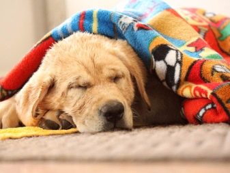 Скільки в добу сплять собаки? 14 фото Скільки годин в день спить цуценя віком 2 або 3 місяці? Чому доросла собака постійно спить?