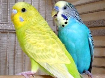 Скільки живуть хвилясті папуги? Скільки років живуть пари в домашніх умовах? Тривалість життя в клітці без партнера