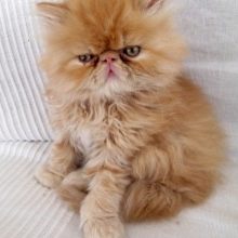 Скільки живуть перські кішки? Як продовжити тривалість життя кастрованих котів і стерилізованих кішок в домашніх умовах?
