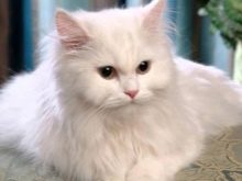 Скільки живуть перські кішки? Як продовжити тривалість життя кастрованих котів і стерилізованих кішок в домашніх умовах?