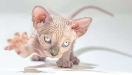 Скільки живуть сфінкси? Тривалість життя стерилізованих і кастрованих котів породи сфінкс. Чи відрізняється термін життя донських та інших різновидів сфінксів?