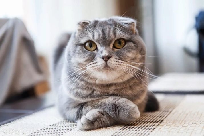 Скільки живуть шотландські висловухі кішки? Середня тривалість життя котів. Що впливає на здоров’я скоттиш-фолдов? Скільки років живуть кастровані шотландці?