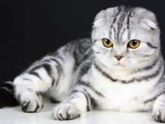 Скільки живуть шотландські висловухі кішки? Середня тривалість життя котів. Що впливає на здоров’я скоттиш-фолдов? Скільки років живуть кастровані шотландці?