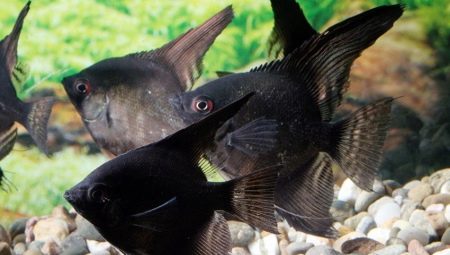 Скалярія чорна (29 фото): утримання скалярії чорний оксамит, розведення вуалево скалярій чорного кольору в акваріумі