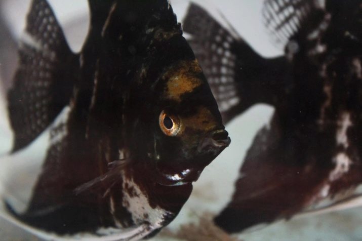 Скалярія чорна (29 фото): утримання скалярії чорний оксамит, розведення вуалево скалярій чорного кольору в акваріумі