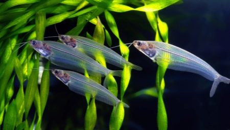 Скляний сомик (15 фото): зміст акваріумного двуусого індійського сома. Як розводити рибку?