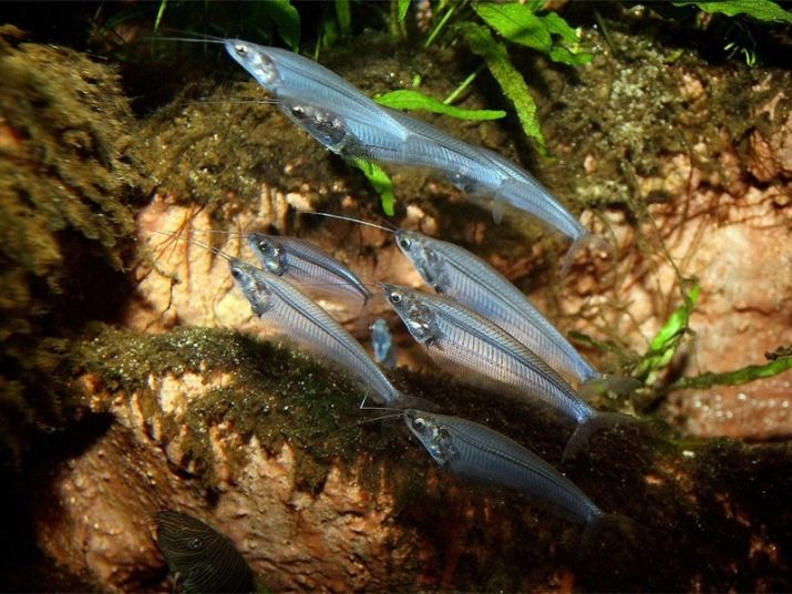 Скляний сомик (15 фото): зміст акваріумного двуусого індійського сома. Як розводити рибку?