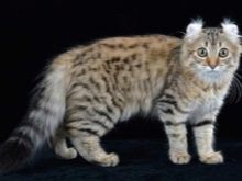 Смугасті коти (30 фото): породи сірих, коричневих і смугасто-плямистих кішок з назвами, відмінності звичайних і породистих кошенят в смужку