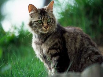 Смугасті коти (30 фото): породи сірих, коричневих і смугасто-плямистих кішок з назвами, відмінності звичайних і породистих кошенят в смужку