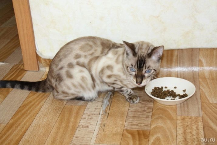 Сніговий бенгал (22 фото): опис білих бенгальських кішок і котів, варіанти забарвлення кошенят. Зміст кошеня-альбіноса з блакитними очима