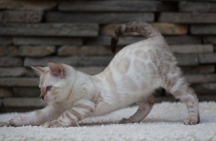 Сніговий бенгал (22 фото): опис білих бенгальських кішок і котів, варіанти забарвлення кошенят. Зміст кошеня-альбіноса з блакитними очима
