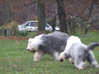 Собака бобтейл (фото 48): опис староанглийских вівчарок, характер цуценят породи бобтейл. Скільки років вони живуть?