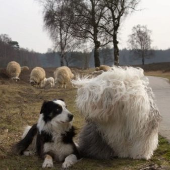 Собака бобтейл (фото 48): опис староанглийских вівчарок, характер цуценят породи бобтейл. Скільки років вони живуть?