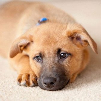 Собака метис (39 фото): опис змішаних порід і утримання цуценят. Що таке метис? Незвичайні суміші та суміші дрібних і великих собак