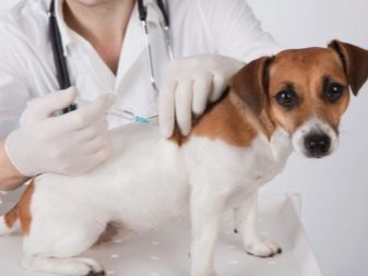 Собака метис (39 фото): опис змішаних порід і утримання цуценят. Що таке метис? Незвичайні суміші та суміші дрібних і великих собак